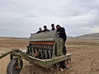 آغاز کشت علوفه دیم در چهارمحال و بختیاری