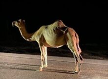 مرگ آفرینی دوباره شترهای سرگردان در شرق هرمزگان