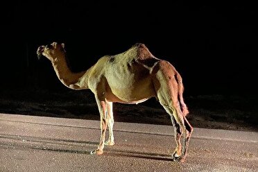 مرگ آفرینی دوباره شترهای سرگردان در شرق هرمزگان