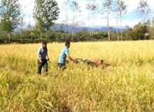 برداشت ۴۸ هزار تن شلتوک راتون در گیلان