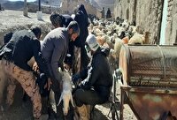 هشدار درباره خطر شیوع تب برفکی در شهرستان درمیان