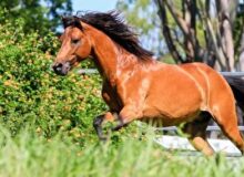 جشنواره اسب کاسپین در بندرانزلی