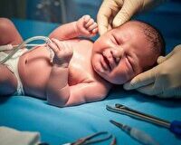 تولد نوزاد عجول در آران وبیدگل