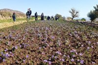 برداشت ۳۲۰ کیلوگرم زعفران از مزارع زعفران شهرستان طبس