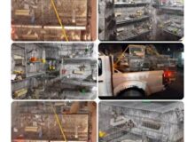 کشف ۸۹ قطعه سهره طلایی از یک صیاد غیرمجاز در مریوان