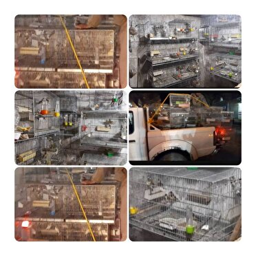 کشف ۸۹ قطعه سهره طلایی از یک صیاد غیرمجاز در مریوان