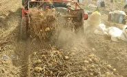 برداشت سیب زمینی از زمین‌های کشاورزی فلارد