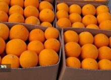 آغاز برداشت محصول مرکبات از باغهای عنبرآباد