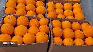 آغاز برداشت محصول مرکبات از باغهای عنبرآباد