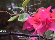 بارش یک و سه دهم میلی متری باران در کیش