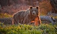 خرس گرسنه در جستجوی غذا پیش از خواب زمستانی