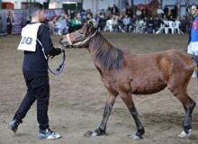 ظرفیت اسب کاسپین برای تبدیل شدن به برند بین‌المللی