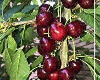 افتتاح گلخانه تولید گیلاس در شوراب صغیر