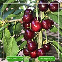 افتتاح گلخانه تولید گیلاس در شوراب صغیر