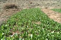 آغاز کشت کلوس در اراضی کشاورزی وردنجان