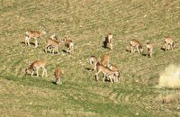سر شماری سالیانه قوچ ومیش ارمنی در زیستگاههای بوکان