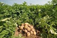 برداشت ۴۰ تنی سیب‌زمینی در هر هکتار از اراضی روستای سلح چین