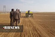 آغاز کشت پایگاه نوآوری طرح پایداری تولید در دیمزارهای الیگودرز