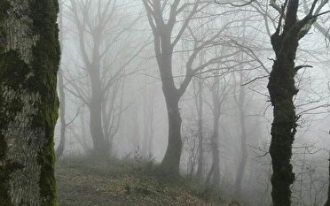فوت کوهنورد لاهیجانی در مسیر «جنگل تاریک»