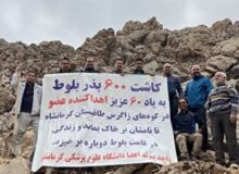  کاشت ۶۰۰ بذر بلوط در دامنه‌های طاق‌بستان به یاد ۶۰ اهداکننده عضو استان کرمانشاه