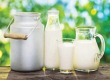 ساخت نخستین نشانگر تشخیص سم آفلاتوکسین در شیر به دست محققان ایرانی