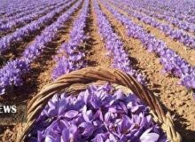 پیش بینی برداشت یک تن زعفران از مزارع   سلسله لرستان