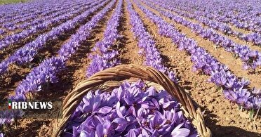 پیش بینی برداشت یک تن زعفران از مزارع   سلسله لرستان