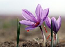 زعفران؛ محصول کم‌آب‌بر و سودآور در مسیر گسترش کشت در آذربایجان‌غربی
