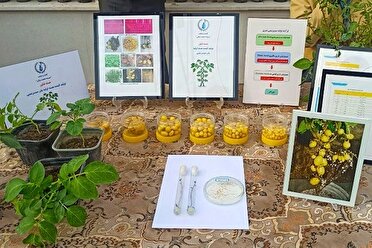 مطالعه ۱۰۰ طرح تحقیقات کشاورزی در دست محققان