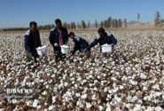 برداشت پنبه در تربت حیدریه