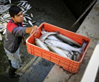 توان و قابلیت خوزستان در حوزه شیلات به اندازه کل سازمان شیلات کشور است