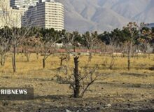 داستان ادامه دار قطع درختان پایتخت