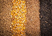 حمایت از تولیدکنندگان مرغ کشور با تامین و ارسال نهاده‌های دامی