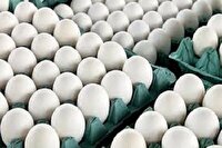 افزایش سه برابری صادرات تخم مرغ از استان