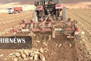 برداشت چغندر قند مزارع شهرستان  فریدونشهر