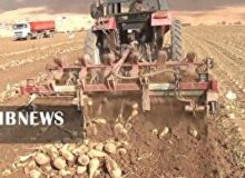 ادامه برداشت چغندر قند از ۵۶ هکتار زمین‌های کشاورزی فریدونشهر