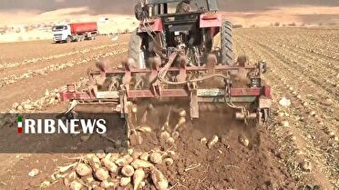 ادامه برداشت چغندر قند از ۵۶ هکتار زمین‌های کشاورزی فریدونشهر