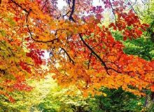 هوای گیلان امروز و فردا در بیشتر ساعات پایدار است